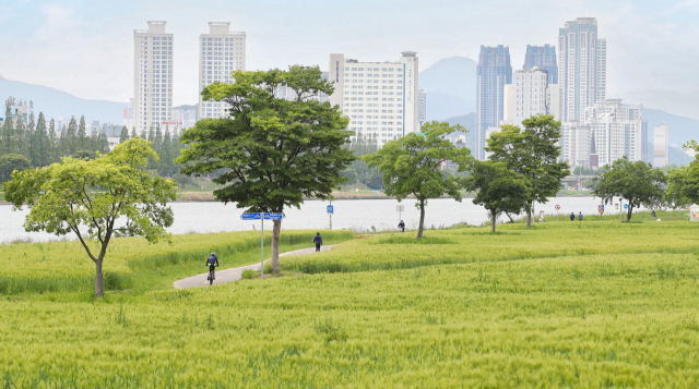 울산 태화강 청보리숲 전경. 사진 제공=울산시