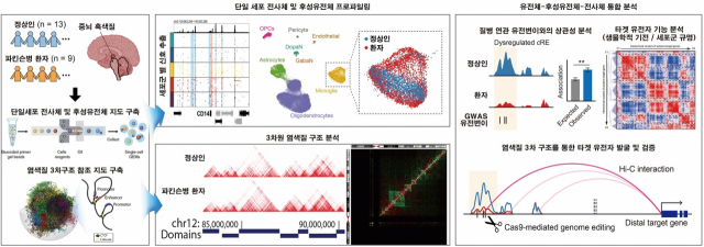 KAIST 생명과학과 정인경 교수 연구팀이 규명한 단일세포 후성유전체 지도 분석을 통한 파킨슨병 연관 분자기전. 사진제공=KAIST