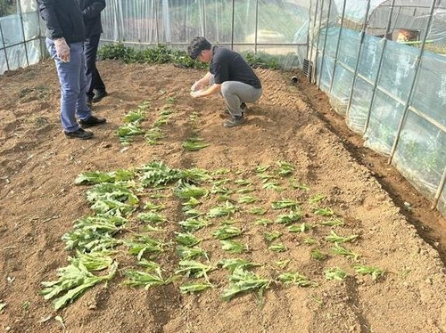 울산의 한 비닐하우스 양귀비 밭/연합뉴스.