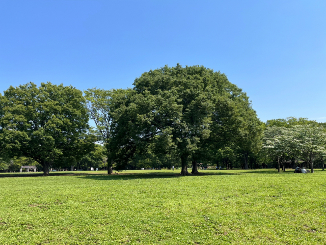 도쿄 도심 속 공원 중 하나인 요요기 공원. ‘파크’를 갈망하는 이들이 바라는 자연의 모습일까요/이수민기자