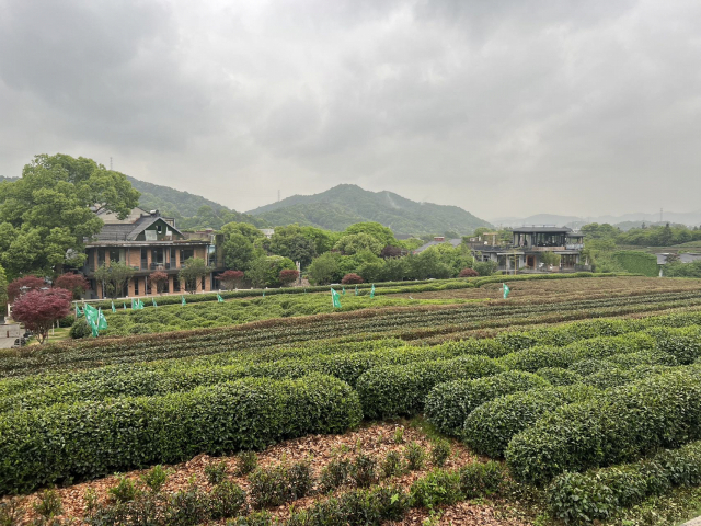 지난달 23일 찾은 항저우시 와이퉁우 마을의 룽징차 차밭. 이 마을은 룽징차를 기반으로 한 예술가촌을 만들어 관광 산업을 활성화시키고 있다.