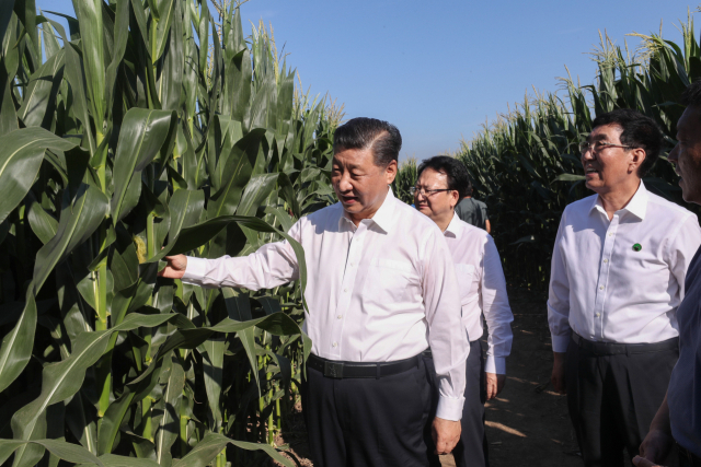 시진핑(왼쪽) 중국 국가주석이 지린성의 곡물 생산기지를 찾아 작황 상황을 둘러보고 있다. 신화연합뉴스