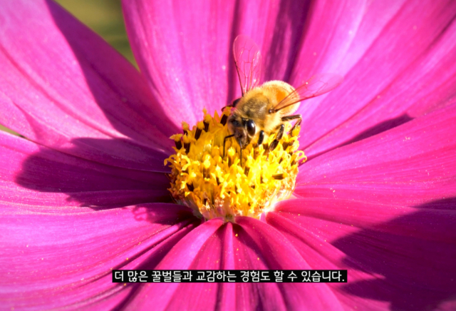 서경덕 교수와 배우 김효진씨가 ‘꿀벌을 위하여’를 함께 제작했다. 사진 제공=서경덕 교수