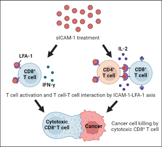 Soluble ICAM-1의 항암효과 기전. 자료 제공=지놈앤컴퍼니