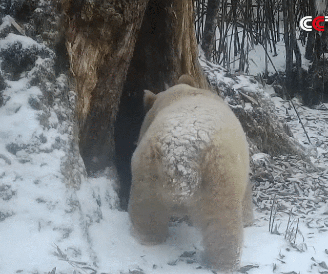 중국 쓰촨성 워룽 국립자연보호구 관리국은 백색증 야생 대왕판다의 최근 모습을 공개했다. 중국 CCTV 유튜브 갈무리