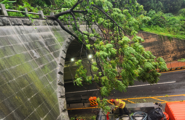 전국 많은 비에…나무 쓰러짐·도로 침수 피해 잇따라