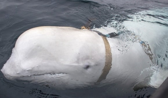2019년 4월 노르웨이 바다에서 띠를 맨 채로 발견돼 '러시아 스파이'라는 의심을 받았던 흰돌고래. 연합뉴스