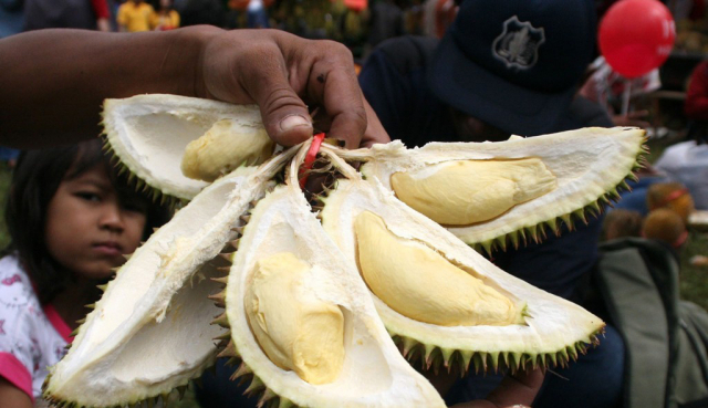 인도네시아 동자바주 좀방 지역에서 열린 두리안 축제에서 한 남성이 두리안 열매를 들어보이고 있다. 신화 연합뉴스