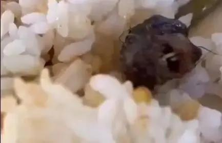 대학 구내식당 음식물에서 나온 쥐의 머리로 보이는 이물질. 상유신문 캡처
