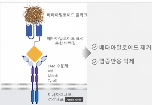 면역 체계를 활용한 새로운 기전의 알츠하이머 치매 치료제 개발 과정. 자료=한국연구재단