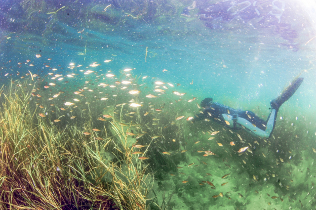 “여수 바다에 탄소 흡수하는 해초 심는다”…LG화학, 잘피 서식지 복원 착수