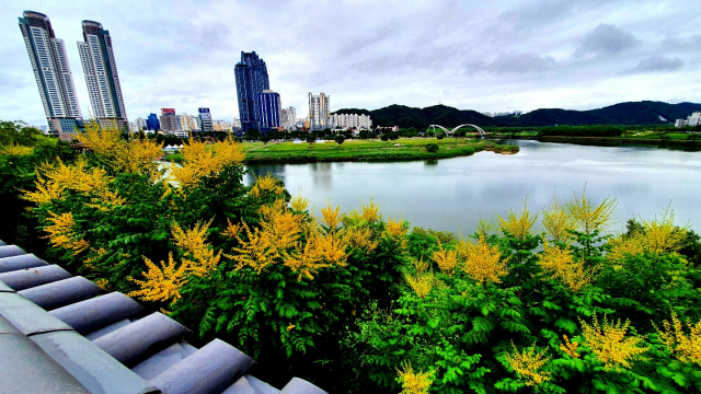 울산 태화루에 핀 모감주나무. 사진제공=울산시