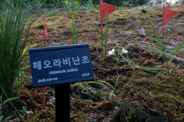 수원 일월수목원에서 최근 개화한 멸종위기식물 ‘해오라비난초’. 사진 제공 = 수원시