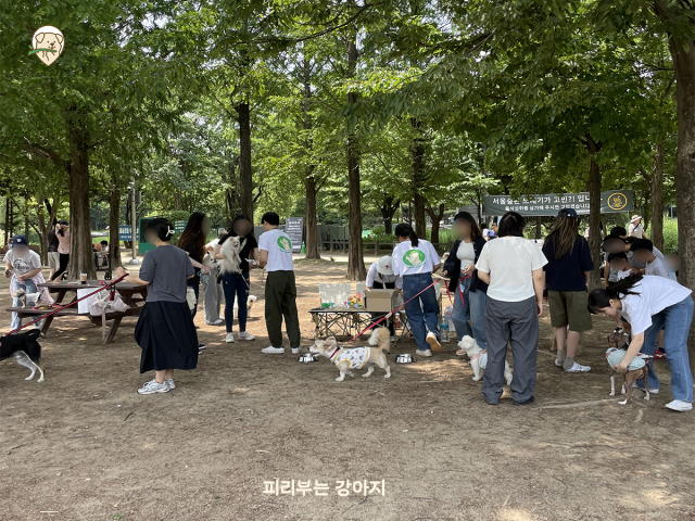 피리부는 강아지가 서울 성동구 서울숲 인근에서 개최한 ‘피리부 피크닉’에 참여한 이용자들이 반려견과 행사를 즐기고 있다. 사진제공=에임드