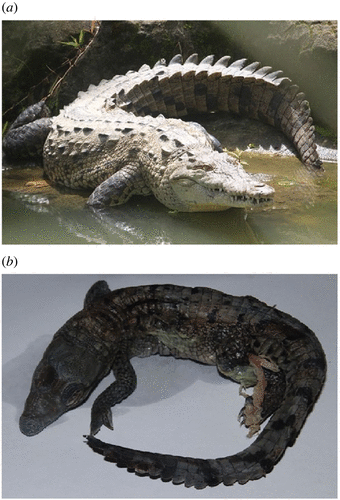 (사진a) The American crocodile (미국 악어), (사진b) 사산 태아. Biology letters