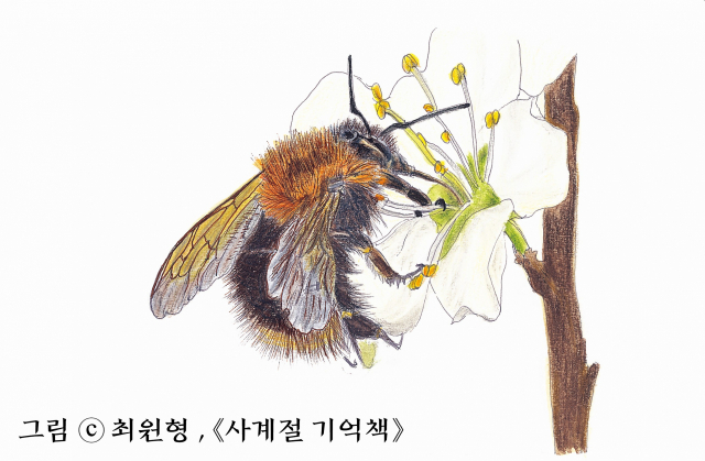 뒤영벌 (학명 Bombus agrorum) : 벌목 꿀벌과의 뒤영벌속에 속하는 벌이다. 뒤영벌류는 식구들이 먹을 꿀과 꽃가루를 모은다. 현재 우리나라 농업에서 서양뒤영벌은 꽃가루를 옮겨 채소나 과일을 수확하는 데 이용된다. 호박벌도 뒤영벌의 한 종류이다. “동글동글한 생김새에 털북숭이인 뒤영벌.” /이하 일러스트 및 설명 모두 블랙피쉬 제공.