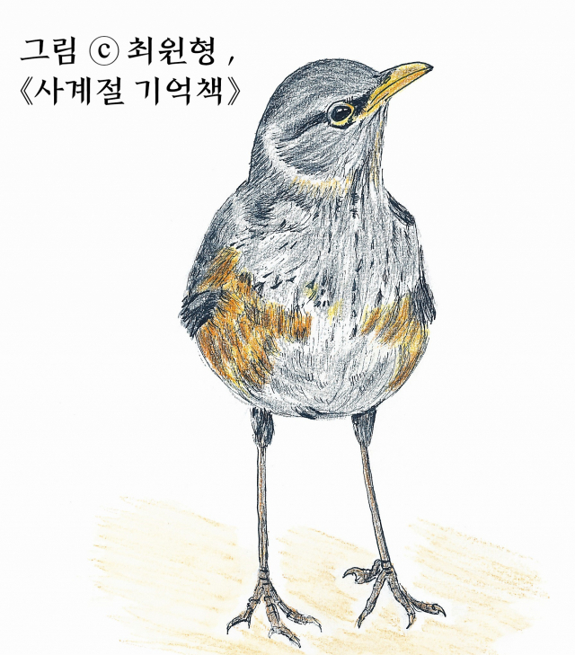 되지빠귀(학명 Turdus hortulorum) : 참새목 지빠귀과의 조류. 우리나라에 찾아오는 여름 철새로, 5월에 지저귀는 소리가 무척 아름답다. “겨울에 만난 되지빠귀. 왜 남쪽으로 떠나지 못했을까?”