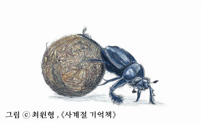 소똥구리 (학명 Gymnopleurus (Gymnopleurus) mopsus) : 몸은 약 1.3cm 크기로 편편한 타원형이다. 검은색이고 뿔이 없으며 머리는 부채처럼 퍼진 모양이다. 쇠똥, 말똥 따위를 분해한다. 데굴데굴 똥을 굴리는 소똥구리가 우리나라에서는 사실상 멸종한 것으로 보고 있다.