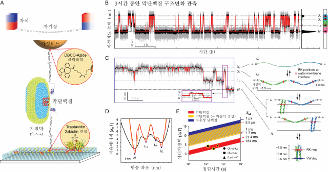 '튼튼한' 단일분자집게를 이용한 막단백질 구조형성 및 제한속도 관측. 그림=UNIST