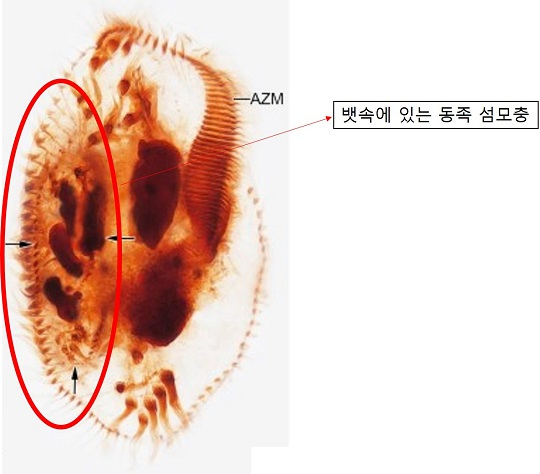 동족을 잡아먹는 신종 섬모충 ‘텟메메나 폴리모르파(Tetmemena polymorpha)’. 사진=환경부 제공