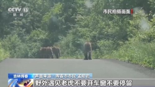 중국 훈춘 산길에서 포착된 야생 호랑이 일가족. CCTV 캡처