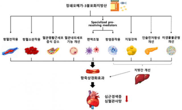 오메가3가 동맥경화증을 억제하고 심혈관위험을 낮추는 기전. 사진 제공=분당서울대병원