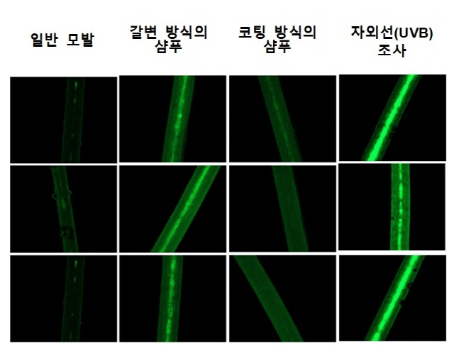 염색 원리가 다른 두 염색샴푸 후 모발 표면 하이드록시 라디칼 비교(형광현미경검사). 사진 제공=중앙대병원