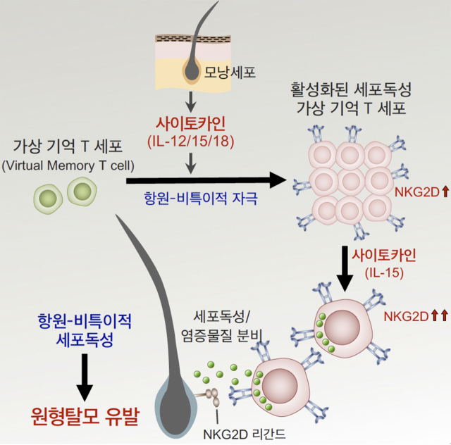 KAIST, 원형탈모증 일으키는 새로운 면역 T 세포 발견