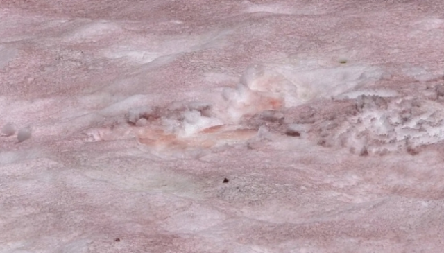 미국 만년설 지대에서 발견된 ‘수박 눈'. CNN 보도화면 캡처