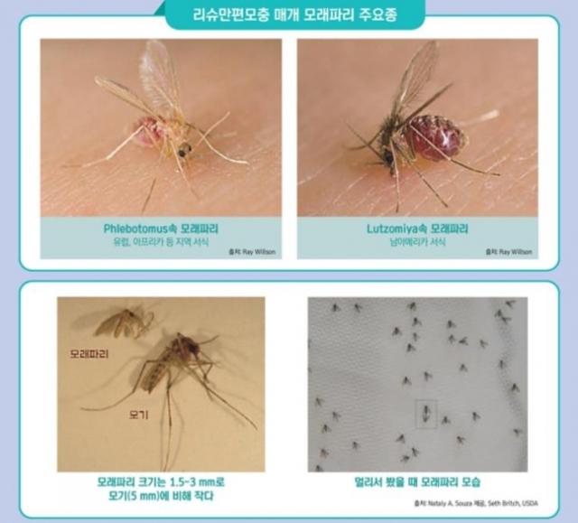 모래파리 모습. 사진 제공=질병관리청