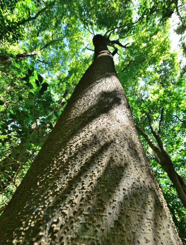 제주 한라산에서 발견된 초령목. 사진제공=국립산림과학원