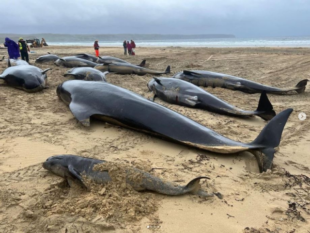 영국 스코틀랜드 해안에 떠밀려와 떼죽음한 들쇠고래들. 영국다이버해양구조대(BDMLR) 인스타그램 캡처