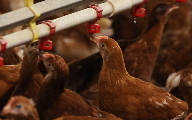 폭염이 이어지고 있는 3일 오후 경기도 안성시 한 양계장에서 닭이 물을 먹고 있다. /연합뉴스