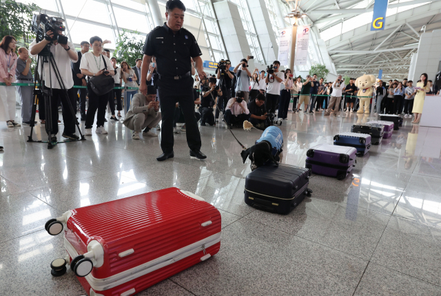 25일 인천국제공항 제1여객터미널 출국장에서 열린 상반기 마약단속 동향 발표 및 마약류 밀반입 예방 캠페인에서 마약 탐지견이 마약 탐지 시연을 하고 있다. 영종도=권욱 기자 2023.07.25