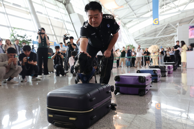 25일 인천국제공항 제1여객터미널 출국장에서 열린 상반기 마약단속 동향 발표 및 마약류 밀반입 예방 캠페인에서 마약 탐지견이 마약 탐지 시연을 하고 있다. 영종도=권욱 기자 2023.07.25