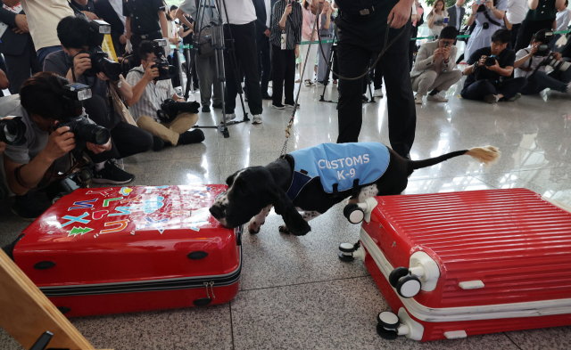 25일 인천국제공항 제1여객터미널 출국장에서 열린 상반기 마약단속 동향 발표 및 마약류 밀반입 예방 캠페인에서 마약 탐지견이 마약 탐지 시연을 하고 있다. 영종도=권욱 기자 2023.07.25