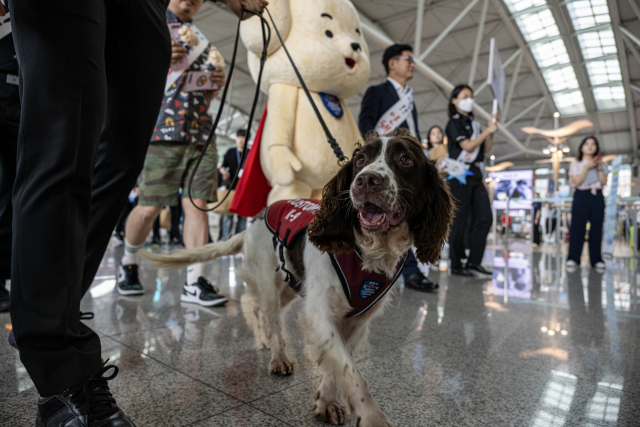 25일 인천국제공항 제1여객터미널 출국장에서 개회한 관세청 23년 상반기 마약단속 동향 발표 및 마약류 밀반입 예방 캠페인에서 관세청 직원이 탐지견과 마약탐지 시범을 보이고 있다. 영종도=권욱 기자 2023.07.25