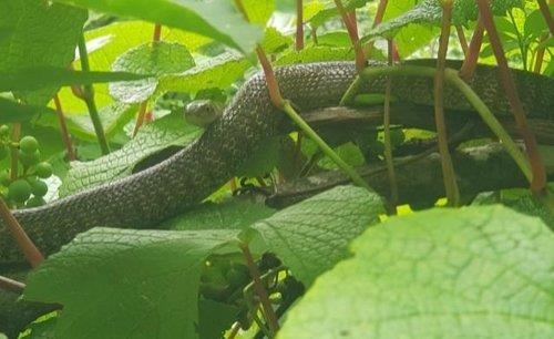 지난달 12일 전남 여수의 한 주택가에서 포획된 구렁이. 연합뉴스