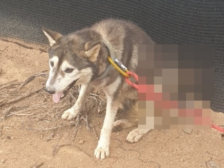 지난해 8월 몸이 화살에 관통된 개가 발견돼 주민이 신고했다. 연합뉴스