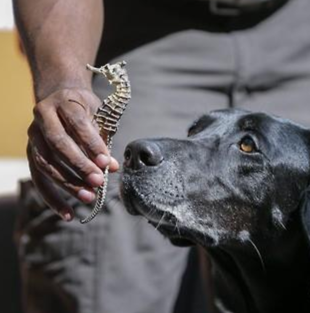 공공 업무 돕는 경찰견(K-9). 사진=EPA·연합뉴스