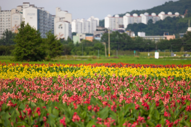 2023순천만국가정원박람회장 풍덕들 경관정원은 11종 175만 본의 여름꽃으로 채워졌다. 유포비아, 샐비어, 칸나, 맨드라미, 천일홍 등이 정원을 가득 채웠다. 사진 제공=순천시