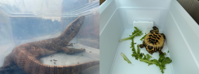 지난 6~7월 충남 예산·홍성에서 발견된 사바나왕도마뱀(왼쪽)과 호스필드 육지거북. 사진=예산군·홍성군 제공