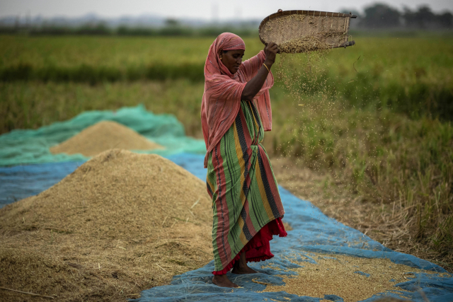 인도 수출금지·흑해 차단·이상기온 '겹악재'…쌀값 12년만에 최고