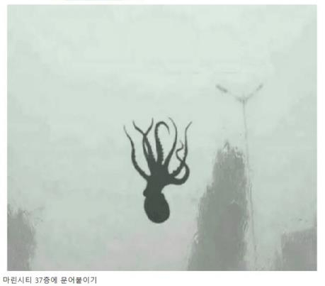 마린시티 37층까지 문어가 날아왔다는 가짜 사진. 해마다 반복돼 확산되는 사진이다. 연합뉴스