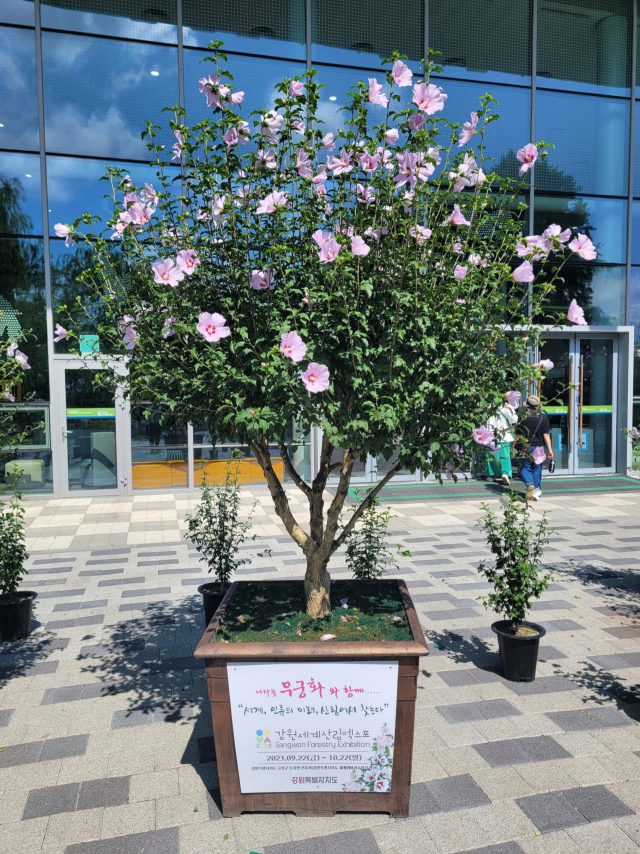 단체상 부문서 대통령상을 수상한 강원특별자치도 무궁화분재. 사진제공=산림청