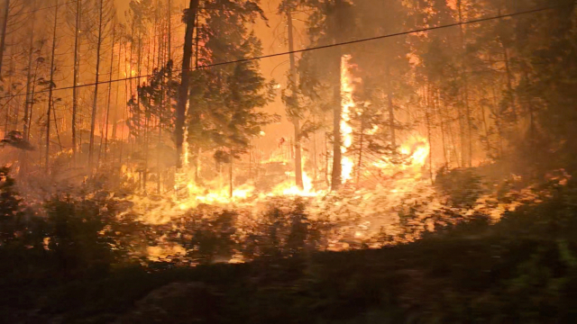 캐나다 브리티시 컬럼비아주에서 확산 중인 산불로 18일(현지 시간) 나무들이 불타고 있다. 로이터연합뉴스