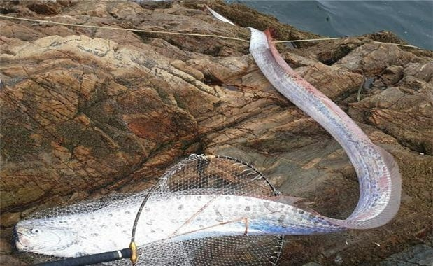 전북 군산 고군산군도 해안에서 처음 발견된 심해 희귀 어종 '산갈치'. 사진=국립해양생물자원관