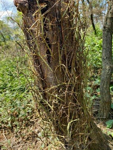 대벌레가 떼를 이뤄 나무에 붙어 있다. 연합뉴스