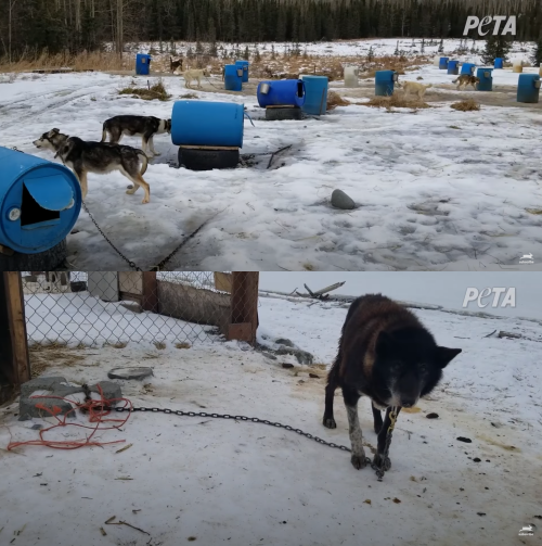 국제동물보호단체 페타(PETA) 유튜브 캡처