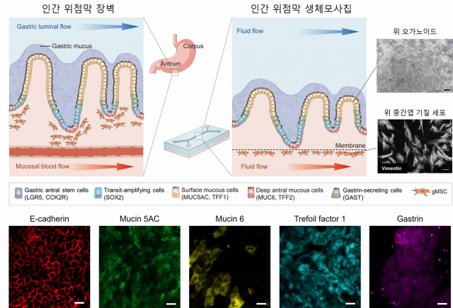 인간 위 미세생리 시스템(human stomach MPS) 모식도와 위 상피세포 특이적 발현 세포의 확인. 모식도=UNIST